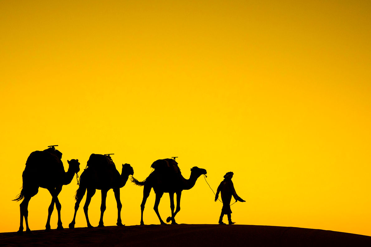 Sahara Camel Train