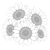 Sunflower Drawing 4_edited_edited_edited