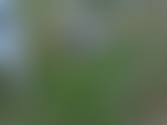 Koko being cute 😍