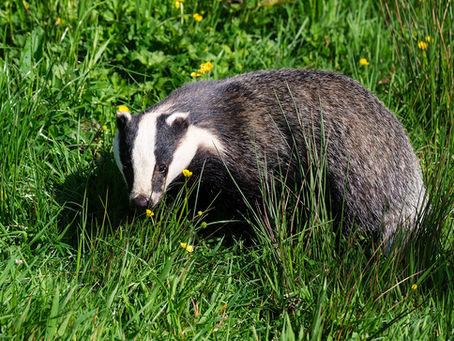 Devon Mammals with Wild Aperture