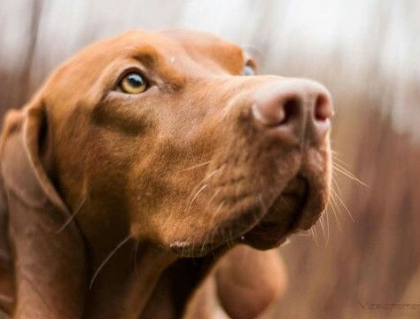 Everything to know about Vizslas — the "velcro dog" breed's temperament, exercise needs, health, and whether they fit your lifestyle.