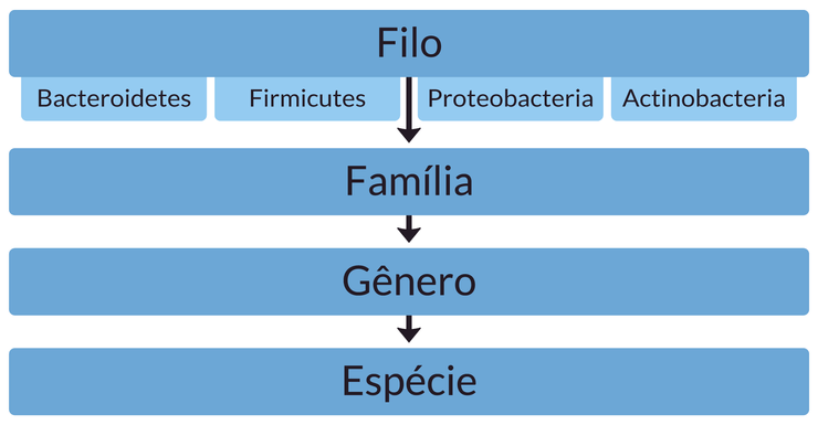 taxonomia das bactérias