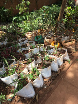 Roadside plant sales in Kampala, Uganda