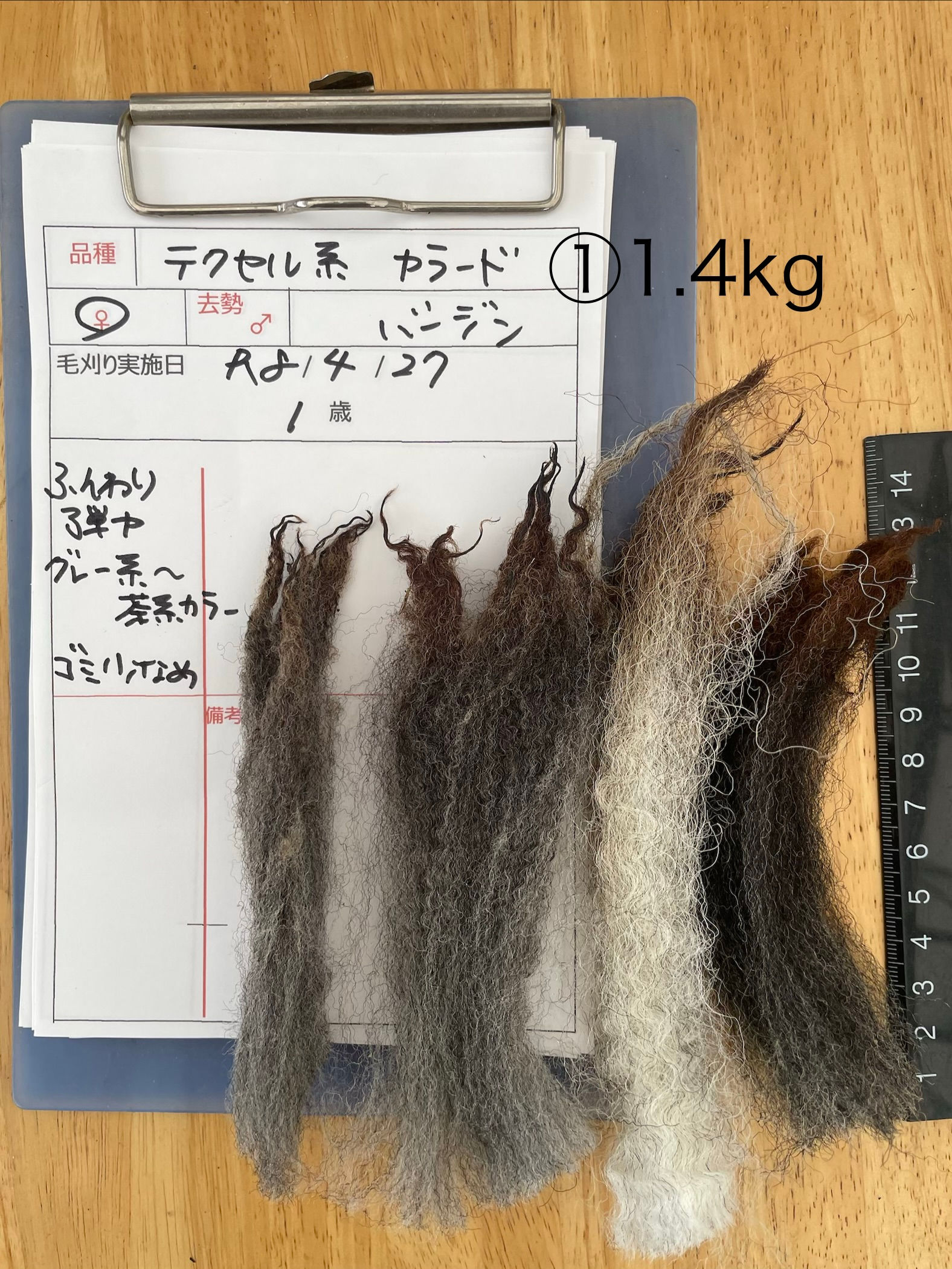 №４９テクセル系カラード　バージン①1.4㎏