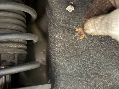 タイヤハウスに蜂