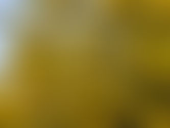 ミモザが見頃！✨