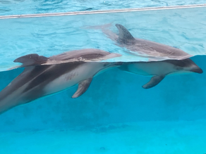 どの生き物にも大接近!?下田海中水族館