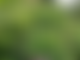 第51回あじさい開花状況 6月6日【3分咲き】