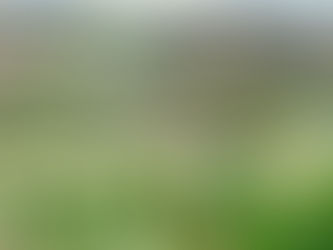 1/26 第60回 下田温泉水仙まつり開花状況【最盛期】