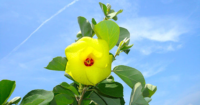 大賀茂川ボードウォーク