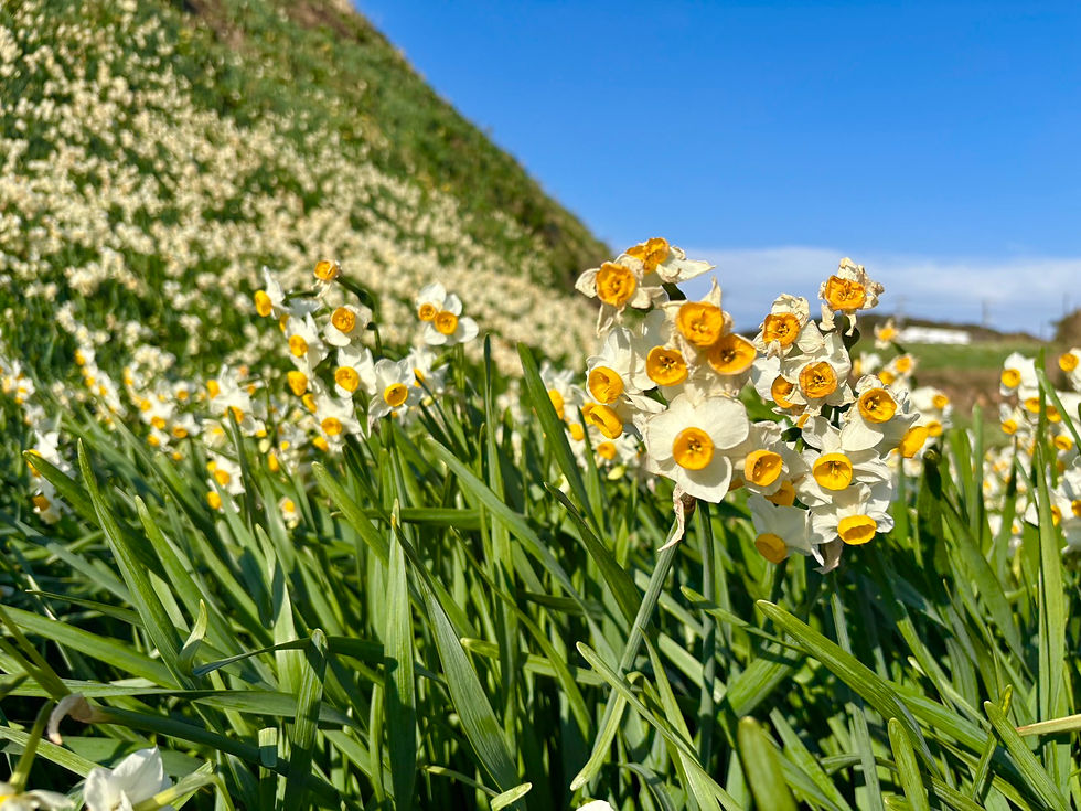 1/5 第60回 下田温泉水仙まつり開花状況【5分咲き】