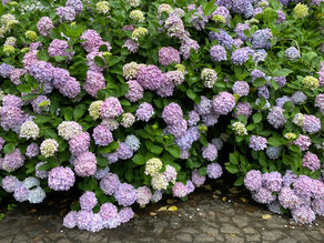 第52回あじさい祭開花状況【見頃】