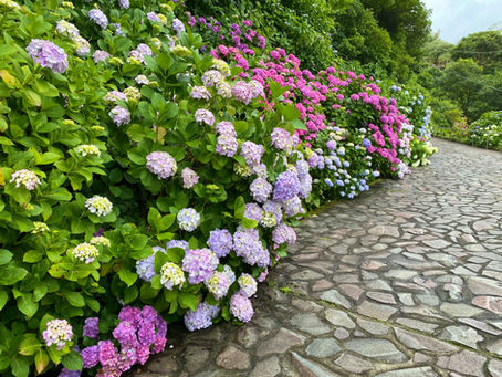 第51回あじさい祭開花状況 6月16日【見頃】