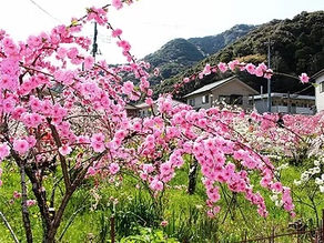 天神神社雛壇飾り 展示時間変更のお知らせ