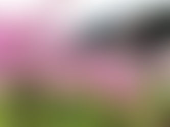 天神神社雛壇飾り 展示時間変更のお知らせ