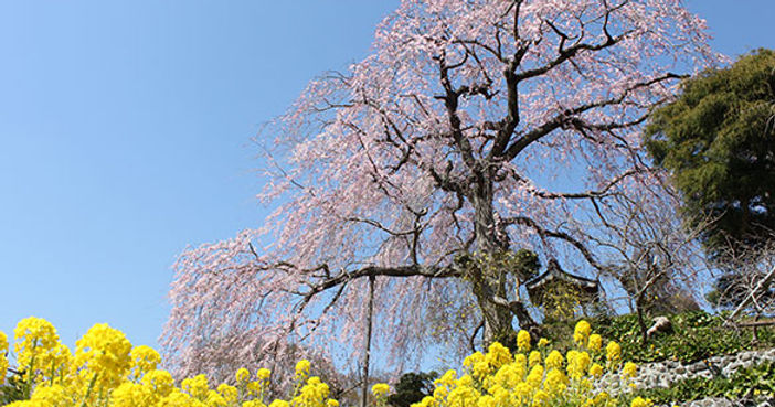 深根城址（枝垂れ桜）