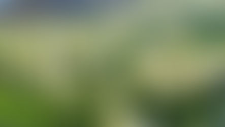 1/19 第60回 下田温泉水仙まつり開花状況【満開】