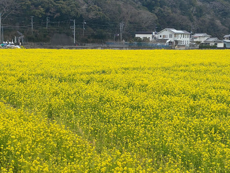 南伊豆の菜の花畑
