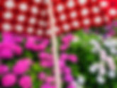 第51回あじさい祭開花状況 6月14日【見頃】