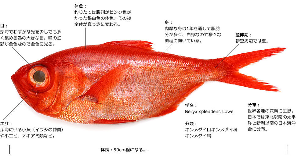 これがキンメダイ