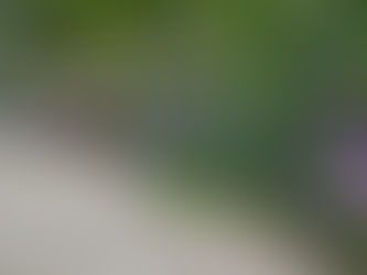 第51回あじさい祭開花状況 6月25日【最盛期】