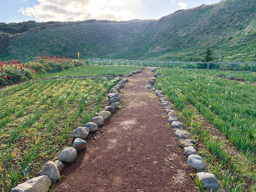 12/26 第60回 下田温泉水仙まつり開花状況【咲き始め】