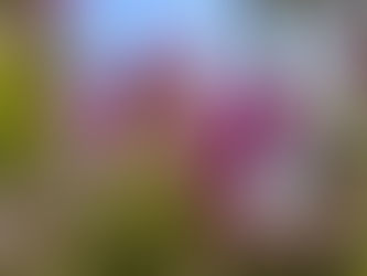 🎄下田のイベントガイド~12月編~🥂