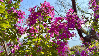 🎄下田のイベントガイド~12月編~🥂