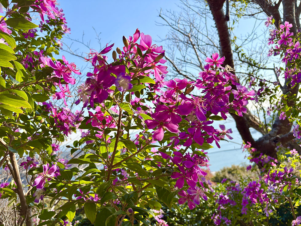 🎄下田のイベントガイド~12月編~🥂