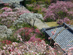 🌷下田のイベントガイド~3月編~🎎
