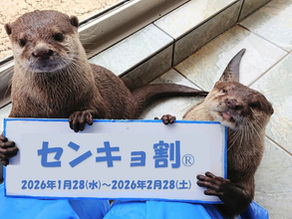 投票後はおトクに🐬下田海中水族館「センキョ割2026」実施中！