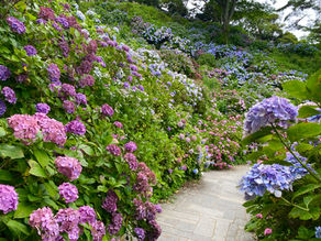 第52回あじさい祭開花状況【最盛期を過ぎました】