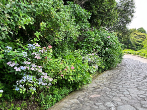 下田公園 あじさい開花状況