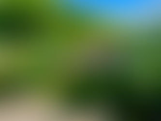 6/1 第55回 伊豆下田温泉あじさい祭開花状況【3分咲き】