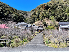蓮台寺のしだれ桃 本日開花状況