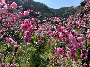 蓮台寺しだれ花桃が見頃になりました(⋈◍>◡<◍)。✧🎵