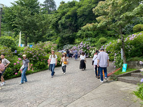 第52回あじさい祭開花状況【満開】