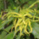 fleur d'ylang ylang sur son arbre