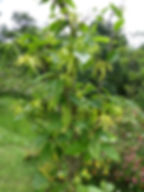 Un arbre d'ylang ylang