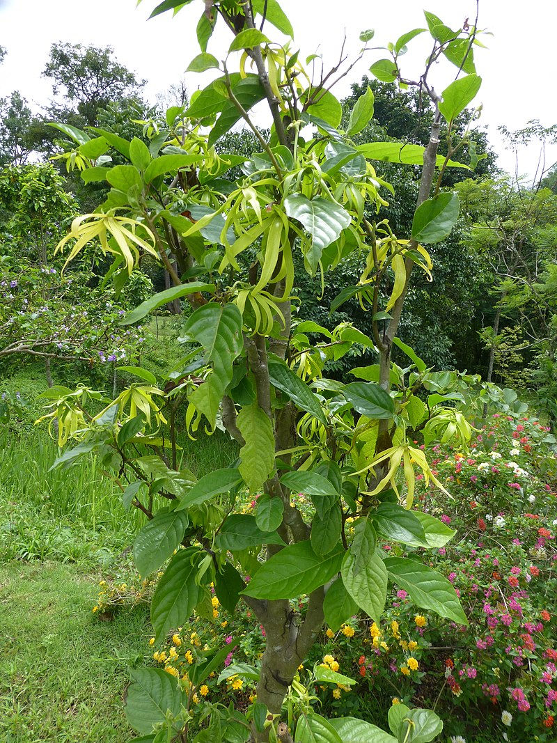 Un arbre d'ylang ylang
