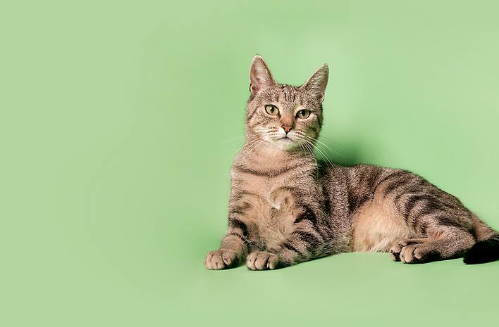 Cat on Green_edited_edited.png