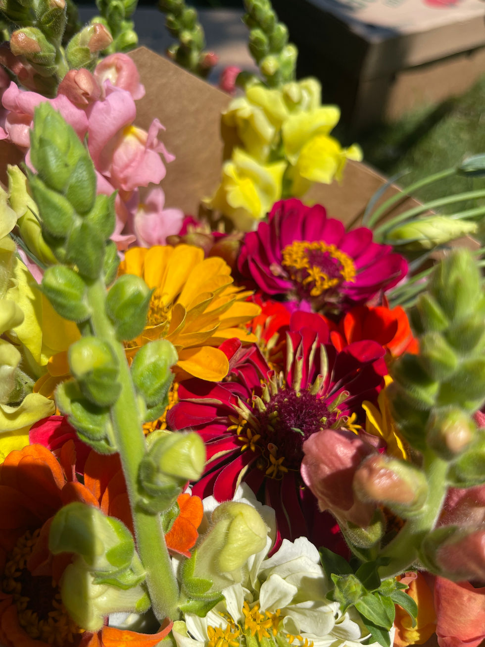 IMG_7774.jpeg