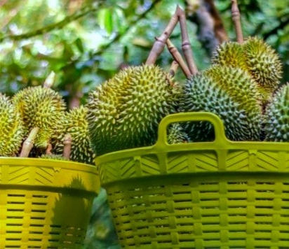 durian_edited_edited_edited