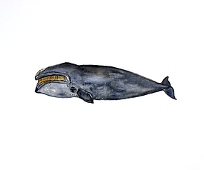 Black Right Whale 2.png
