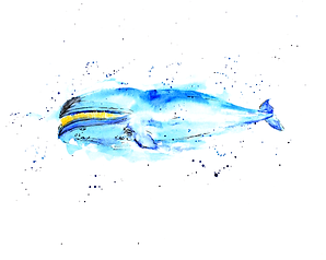 Black Right Whale.png