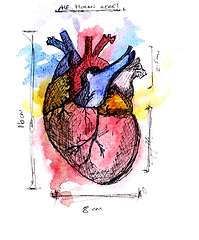Human Heart.png