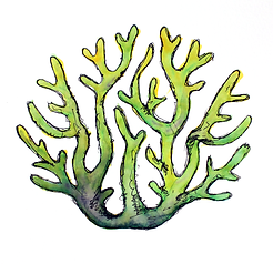 Coral.png