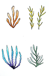 Coral Selection.png