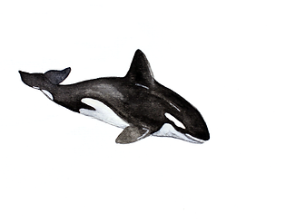 Orca.png