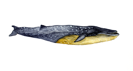 Blue Whale.png